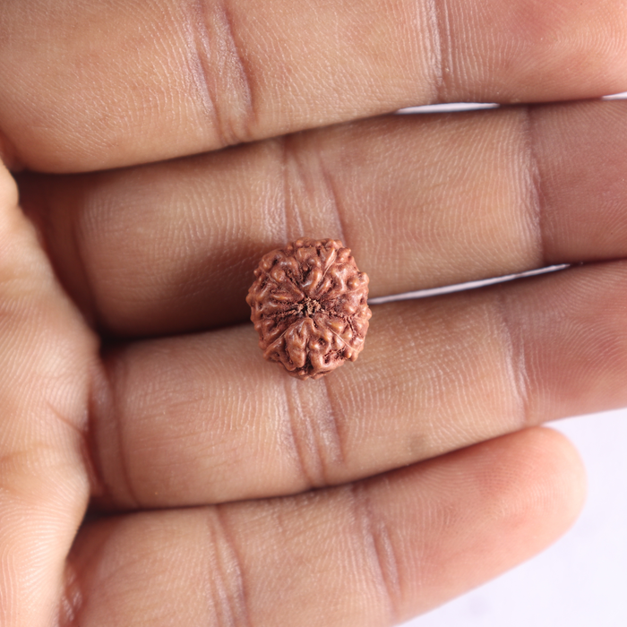 10 Mukhi Rudraksha from Indonesia - Bead No. 219