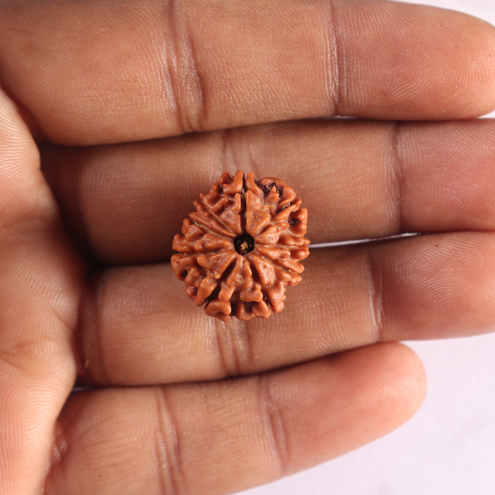 9 Mukhi Nepalese Rudraksha - Bead No. 491