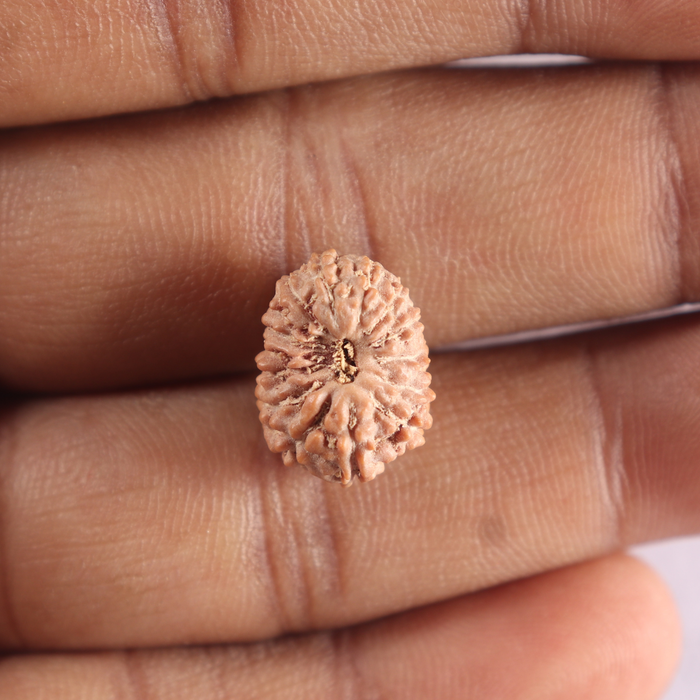 15 Mukhi Indonesian Rudraksha - Bead No. 321