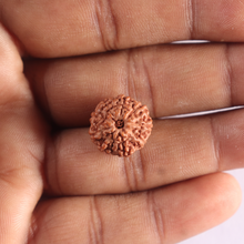 Load image into Gallery viewer, 9 Mukhi Rudraksha from Indonesia - Bead No. 248

