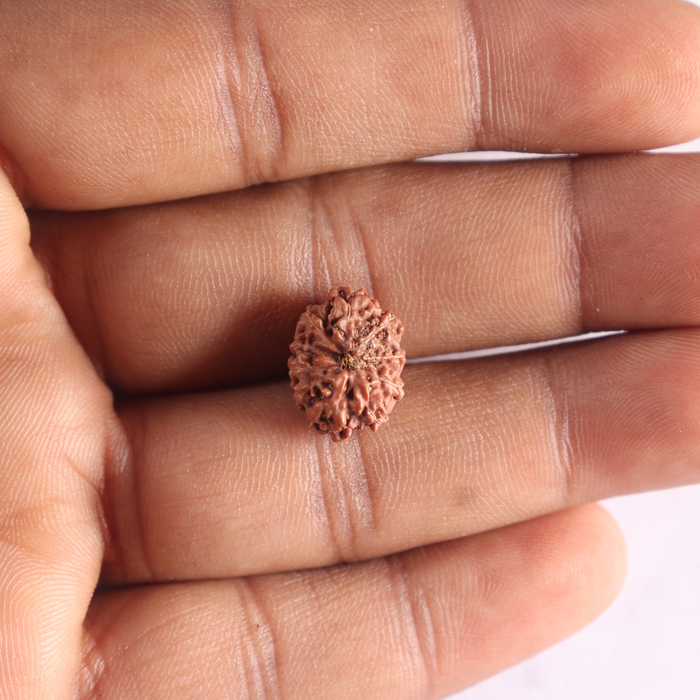 10 Mukhi Rudraksha from Indonesia - Bead No. 223