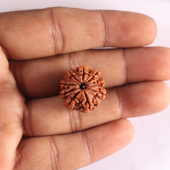 9 Mukhi Nepalese Rudraksha - Bead No. 486