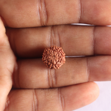Load image into Gallery viewer, 9 Mukhi Rudraksha from Indonesia - Bead No. 259
