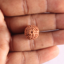 Load image into Gallery viewer, 9 Mukhi Rudraksha from Indonesia - Bead No. 251
