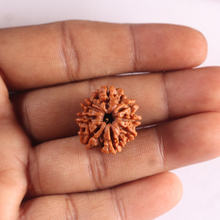 Load image into Gallery viewer, 8 Mukhi Nepalese Rudraksha - Bead No. 486
