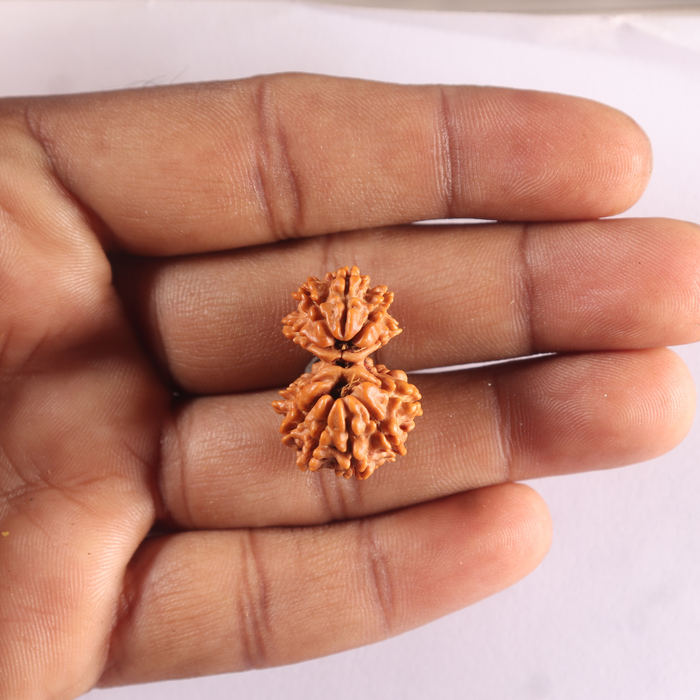 Gaurishanker Nepalese Rudraksha Bead No. - 262