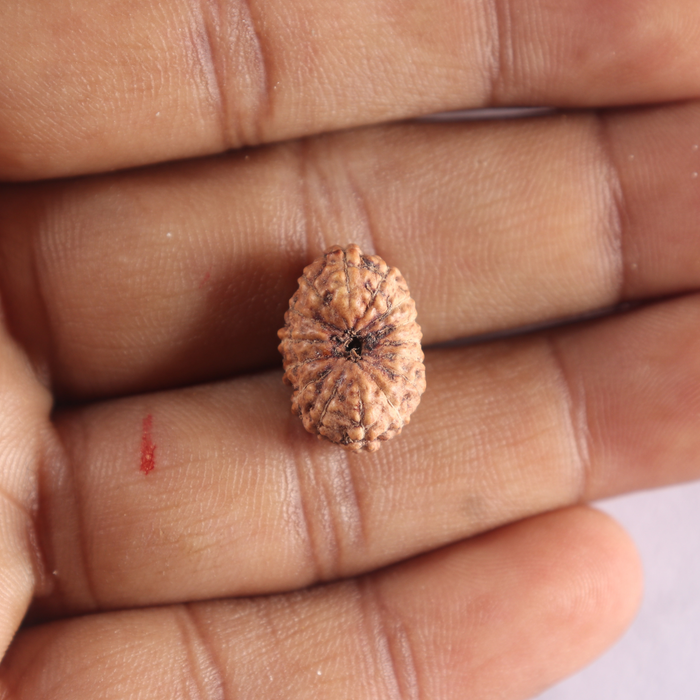 15 Mukhi Indonesian Rudraksha - Bead No. 320