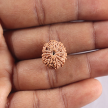 Load image into Gallery viewer, 14 mukhi Indonesian Rudraksha -  Bead No. 435
