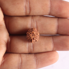 Load image into Gallery viewer, 10 Mukhi Rudraksha from Indonesia - Bead No. 212
