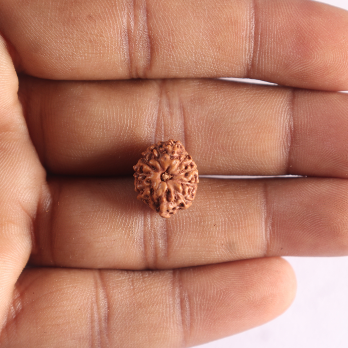 10 Mukhi Rudraksha from Indonesia - Bead No. 212