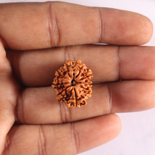 Load image into Gallery viewer, 9 Mukhi Nepalese Rudraksha - Bead No. 487
