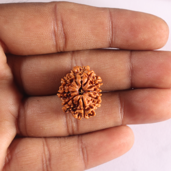 9 Mukhi Nepalese Rudraksha - Bead No. 487