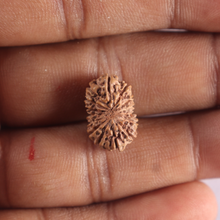 Load image into Gallery viewer, 15 Mukhi Indonesian Rudraksha - Bead No. 317
