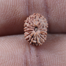 Load image into Gallery viewer, 14 mukhi Indonesian Rudraksha -  Bead No. 446
