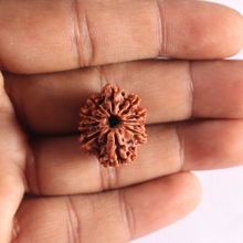 Load image into Gallery viewer, 9 Mukhi Nepalese Rudraksha - Bead No. 485
