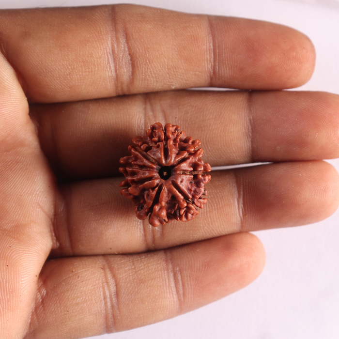 8 Mukhi Nepalese Rudraksha - Bead No. 483
