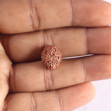 Load image into Gallery viewer, 10 Mukhi Rudraksha from Indonesia - Bead No. 216
