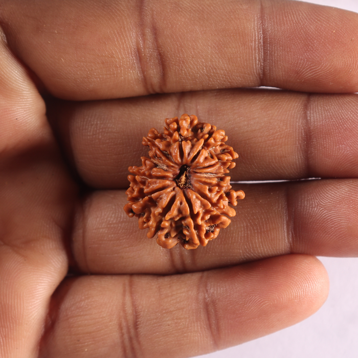 12 Mukhi Nepalese Rudraksha - Bead No 403