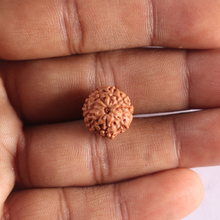 Load image into Gallery viewer, 9 Mukhi Rudraksha from Indonesia - Bead No. 256

