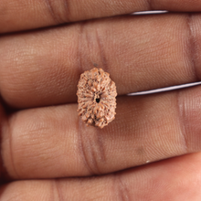 Load image into Gallery viewer, 15 Mukhi Indonesian Rudraksha - Bead No.325
