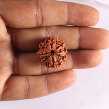 Load image into Gallery viewer, 8 Mukhi Nepalese Rudraksha - Bead No. 474
