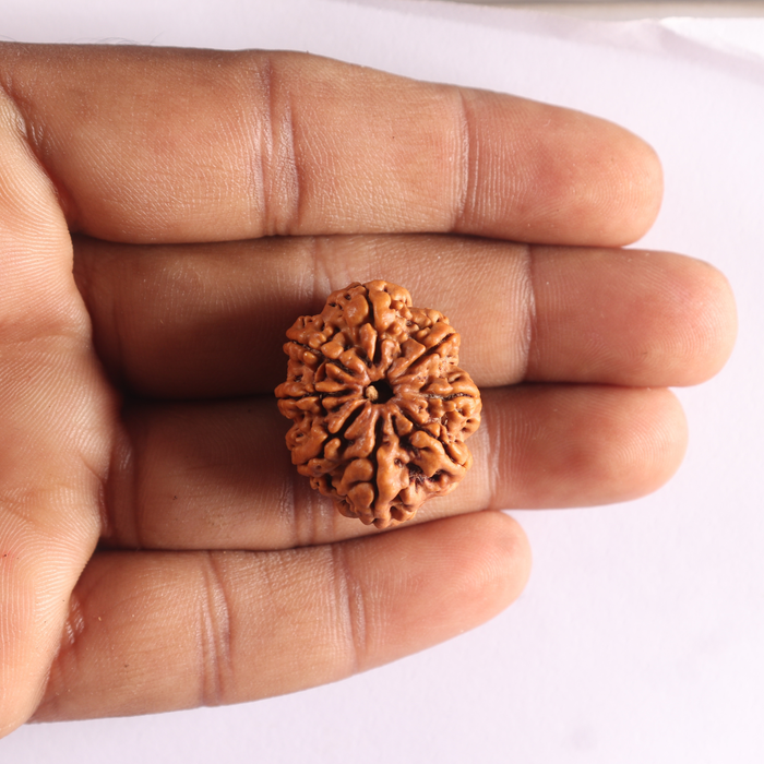 8 Mukhi Nepalese Rudraksha - Bead No. 467