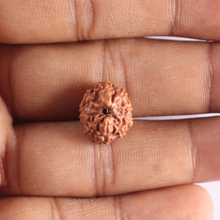 Load image into Gallery viewer, 10 Mukhi Rudraksha from Indonesia - Bead No. 215
