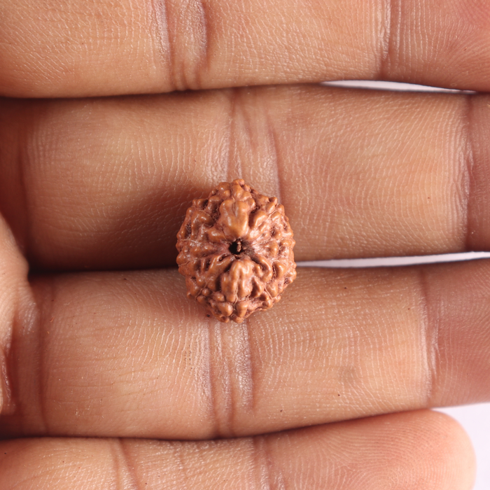 10 Mukhi Rudraksha from Indonesia - Bead No. 215