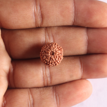 Load image into Gallery viewer, 9 Mukhi Rudraksha from Indonesia - Bead No. 255
