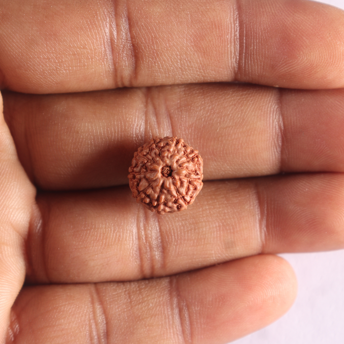 9 Mukhi Rudraksha from Indonesia - Bead No. 255