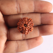 Load image into Gallery viewer, 8 Mukhi Nepalese Rudraksha - Bead No. 476
