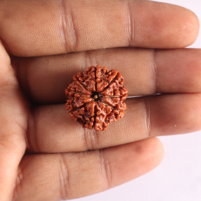 8 Mukhi Nepalese Rudraksha - Bead No. 476