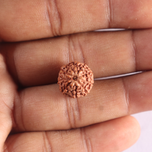 Load image into Gallery viewer, 9 Mukhi Rudraksha from Indonesia - Bead No. 254
