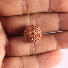 Load image into Gallery viewer, 9 Mukhi Rudraksha from Indonesia - Bead No. 239
