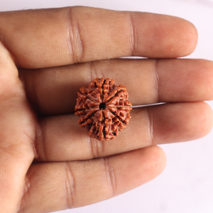 8 Mukhi Nepalese Rudraksha - Bead No. 481