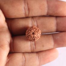 Load image into Gallery viewer, 9 Mukhi Rudraksha from Indonesia - Bead No. 249
