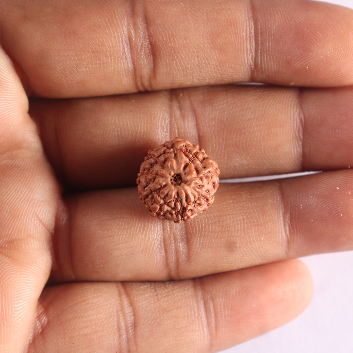 9 Mukhi Rudraksha from Indonesia - Bead No. 249