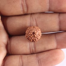 Load image into Gallery viewer, 10 Mukhi Rudraksha from Indonesia - Bead No. 214
