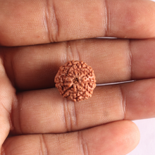 Load image into Gallery viewer, 9 Mukhi Rudraksha from Indonesia - Bead No. 238
