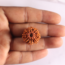 Load image into Gallery viewer, 8 Mukhi Nepalese Rudraksha - Bead No. 464
