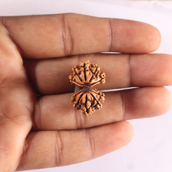 Gaurishanker Nepalese Rudraksha Bead No. - 261