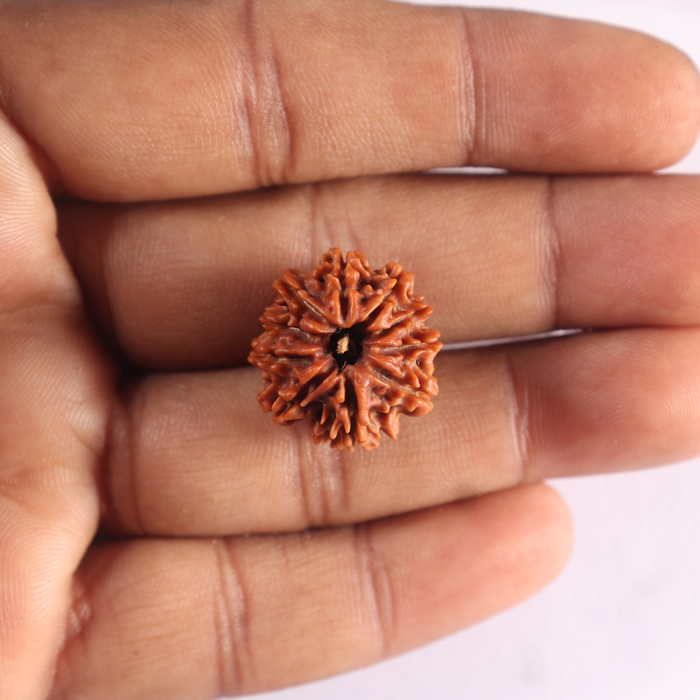 9 Mukhi Nepalese Rudraksha - Bead No. 493