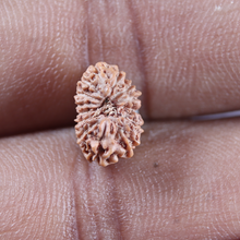 Load image into Gallery viewer, 14 mukhi Indonesian Rudraksha -  Bead No.403
