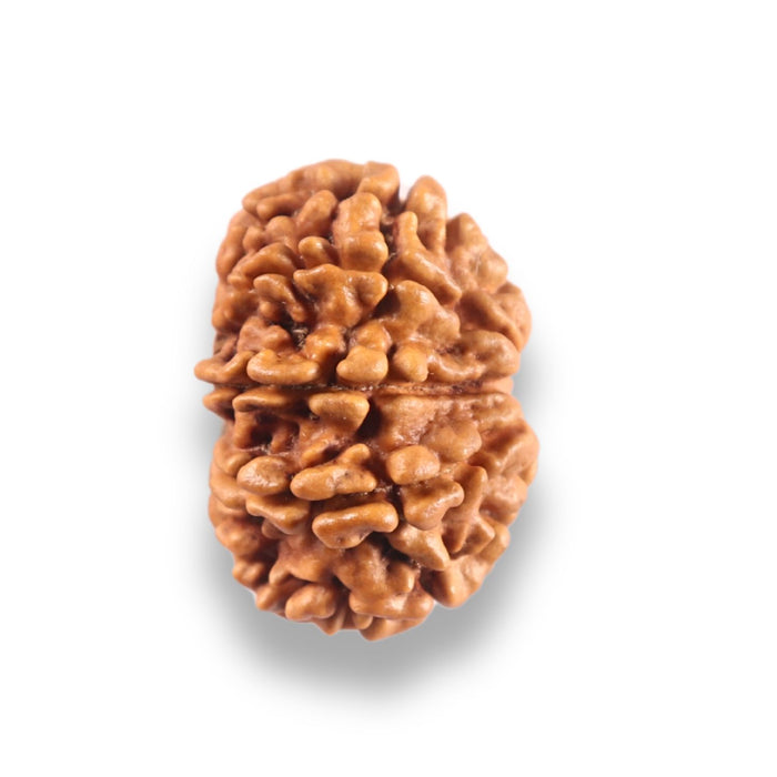 9 Mukhi Nepalese Rudraksha - Bead No. 443