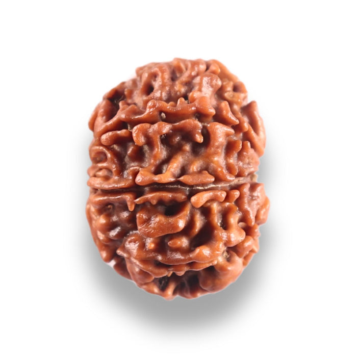 9 Mukhi Nepalese Rudraksha - Bead No. 449