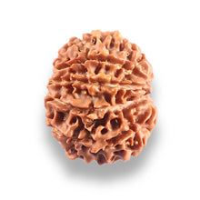 Load image into Gallery viewer, 9 Mukhi Nepalese Rudraksha - Bead No. 447
