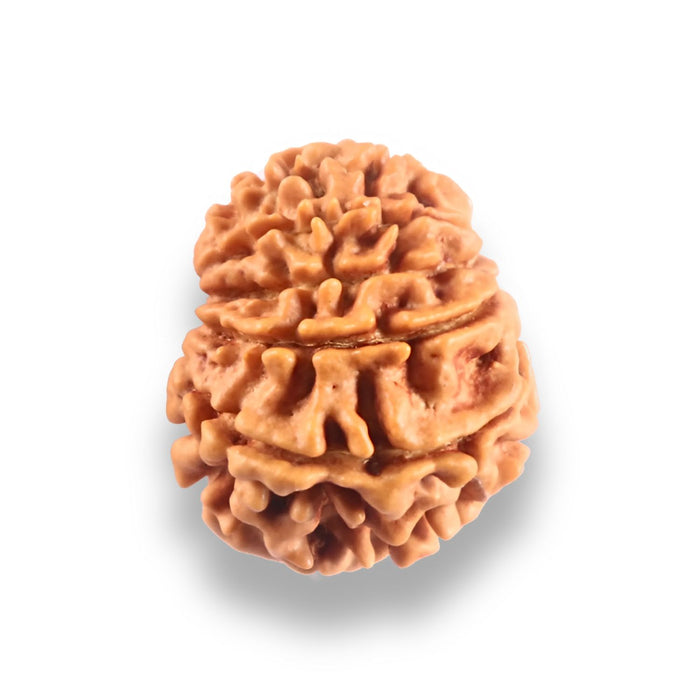 9 Mukhi Nepalese Rudraksha - Bead No. 446