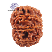 Load image into Gallery viewer, 9 Mukhi Nepalese Rudraksha - Bead No. 469
