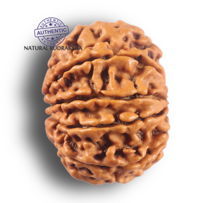 9 Mukhi Nepalese Rudraksha - Bead No. 467