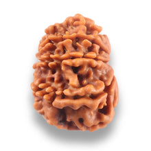 Load image into Gallery viewer, 9 Mukhi Nepalese Rudraksha - Bead No. 437
